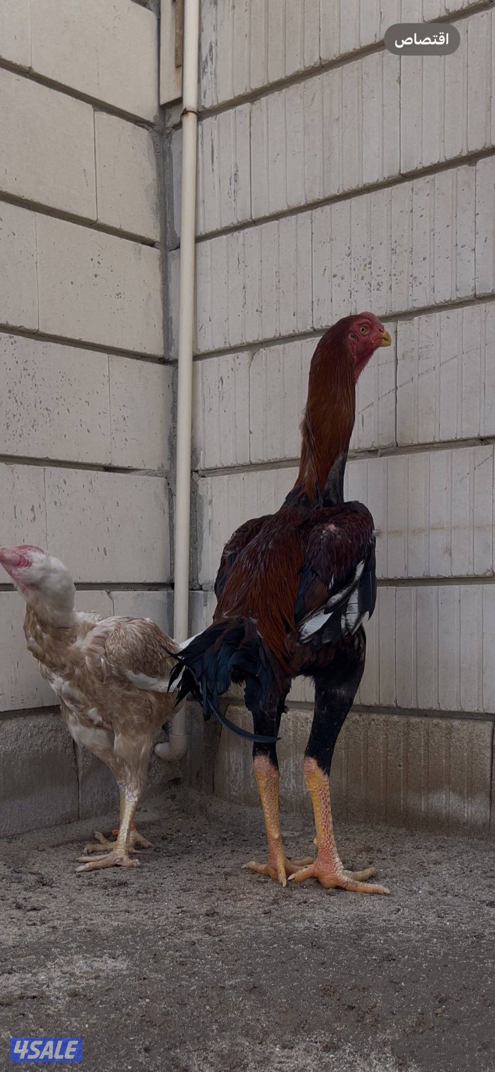 للبيع  جوز هنود مستوى صعب1