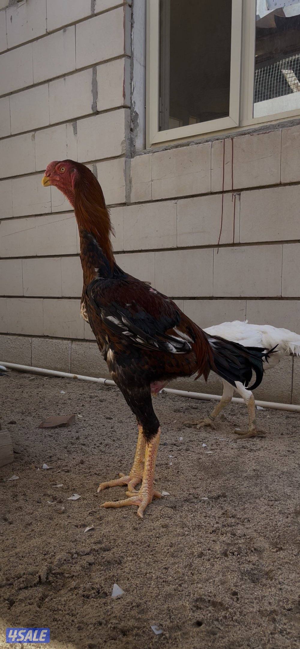 للبيع  جوز هنود مستوى صعب2