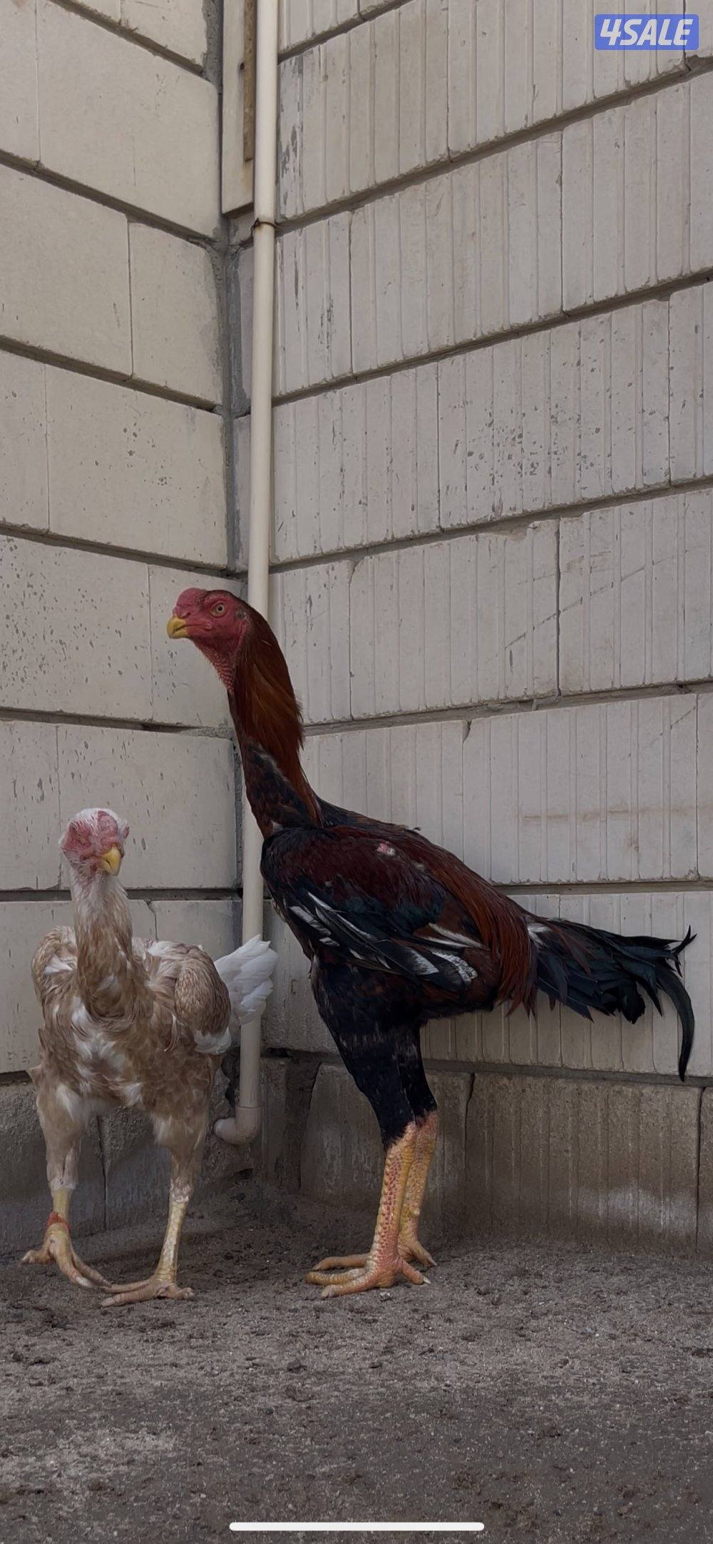 للبيع  جوز هنود مستوى صعب3