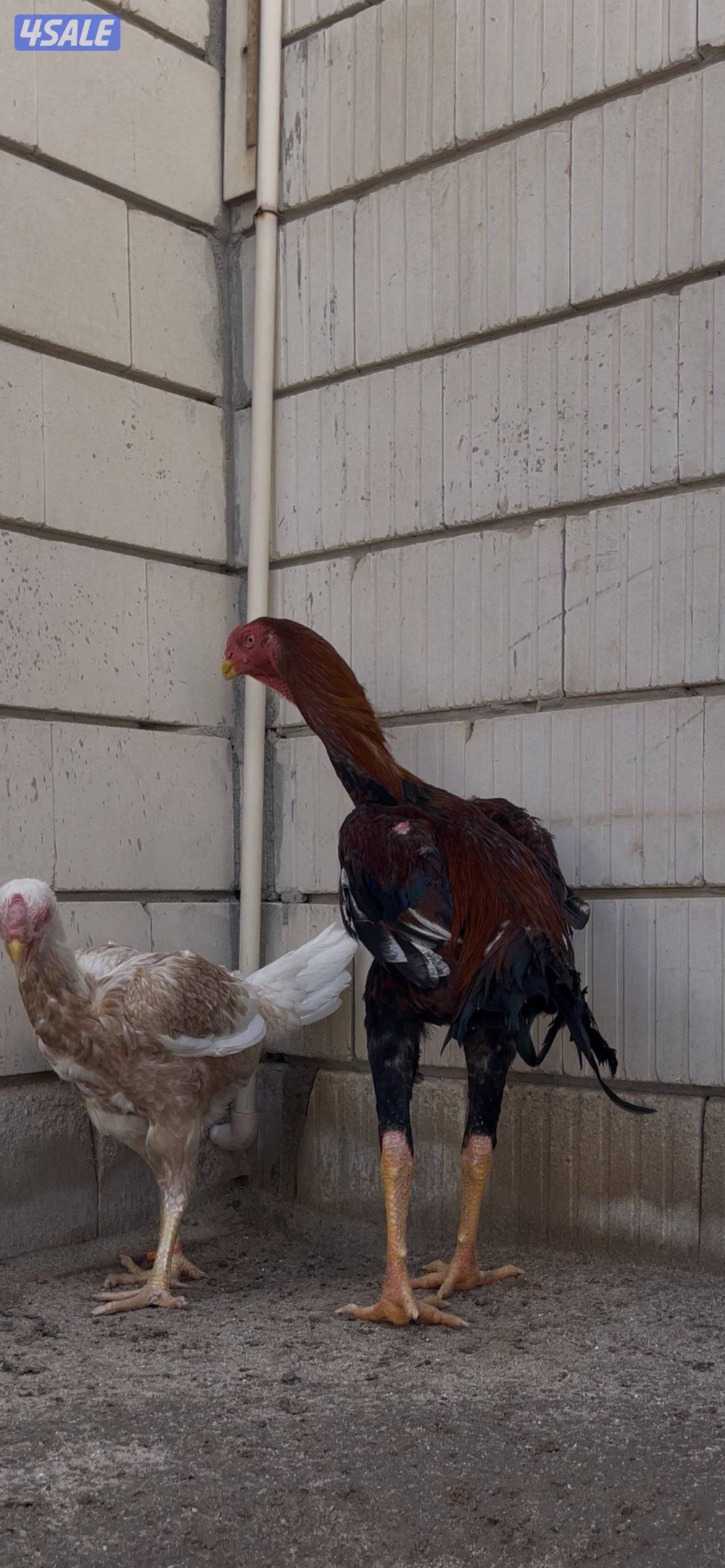 للبيع  جوز هنود مستوى صعب4