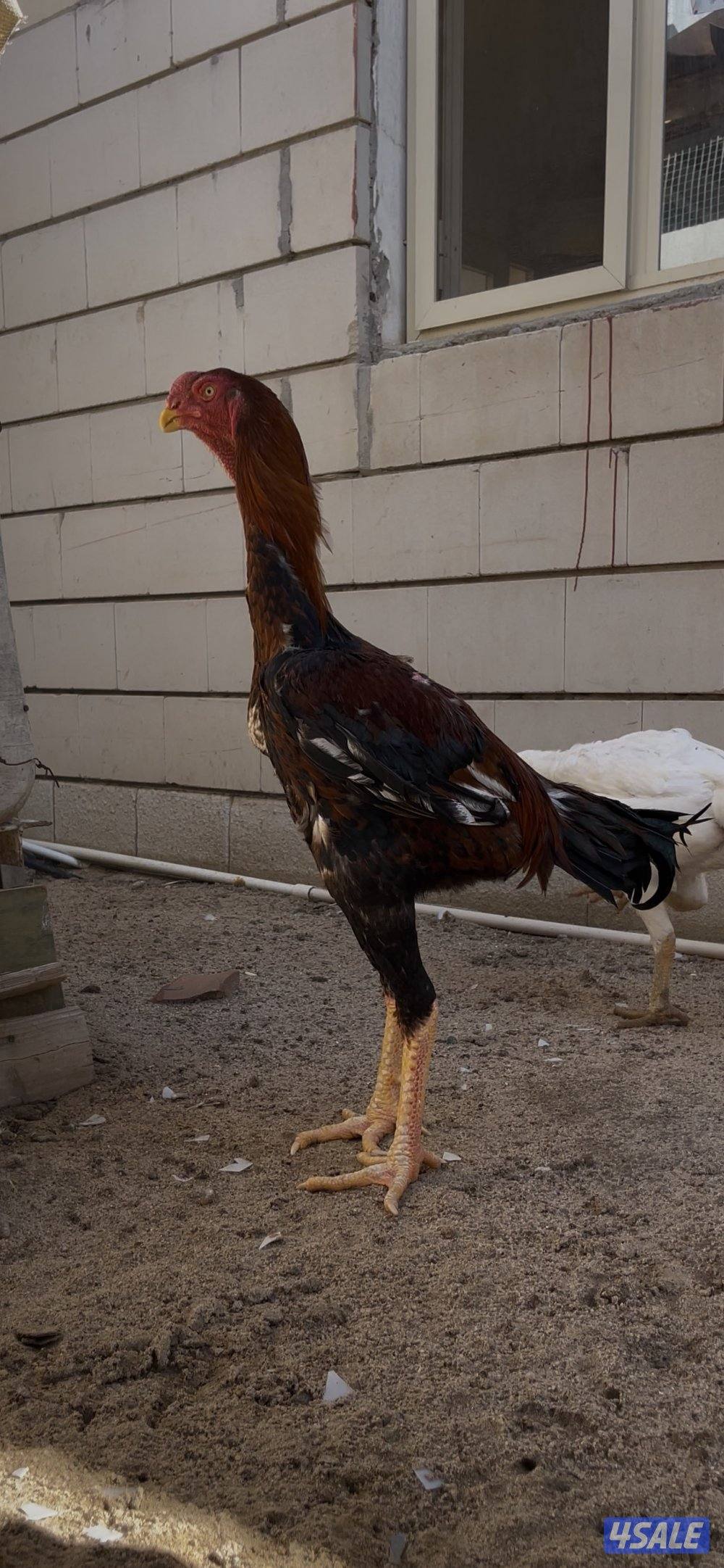 للبيع  جوز هنود مستوى صعب5