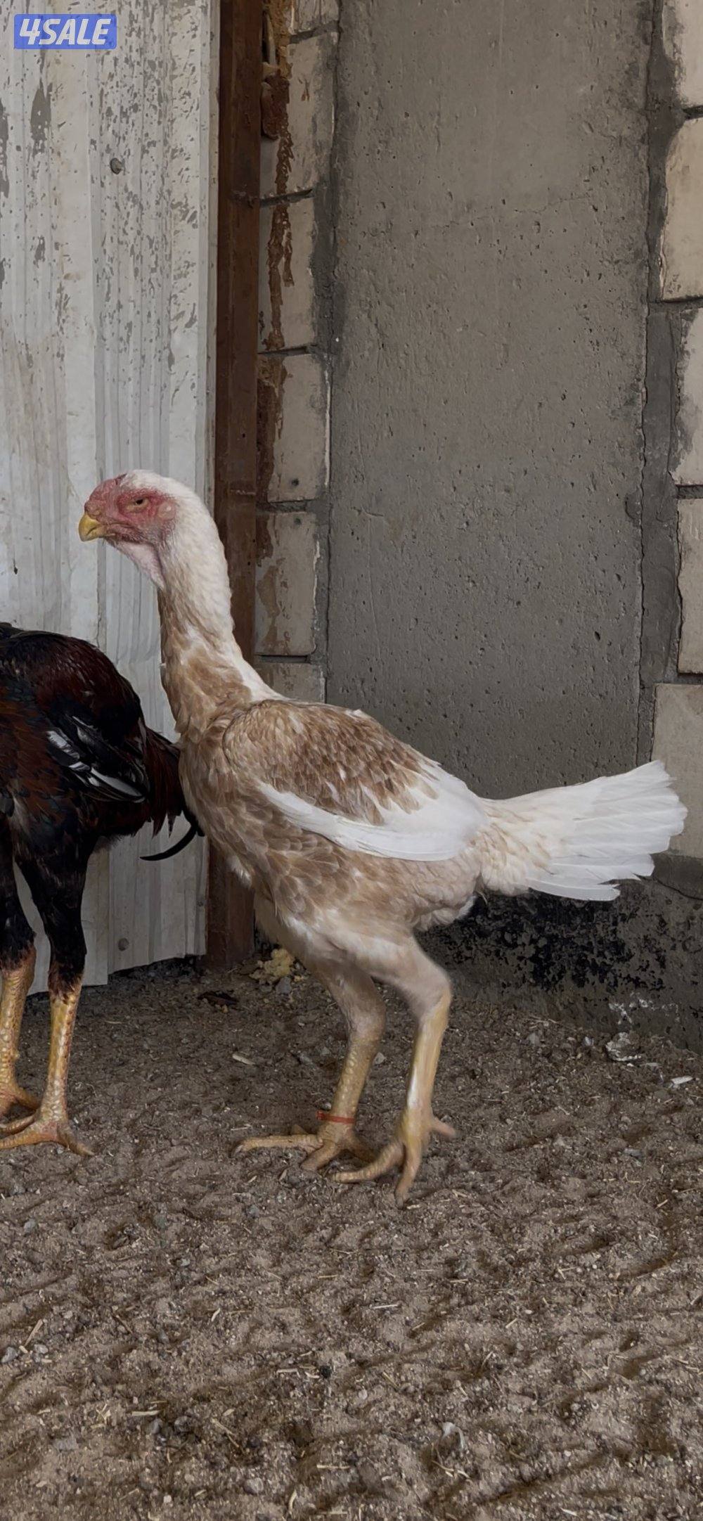 للبيع  جوز هنود مستوى صعب6