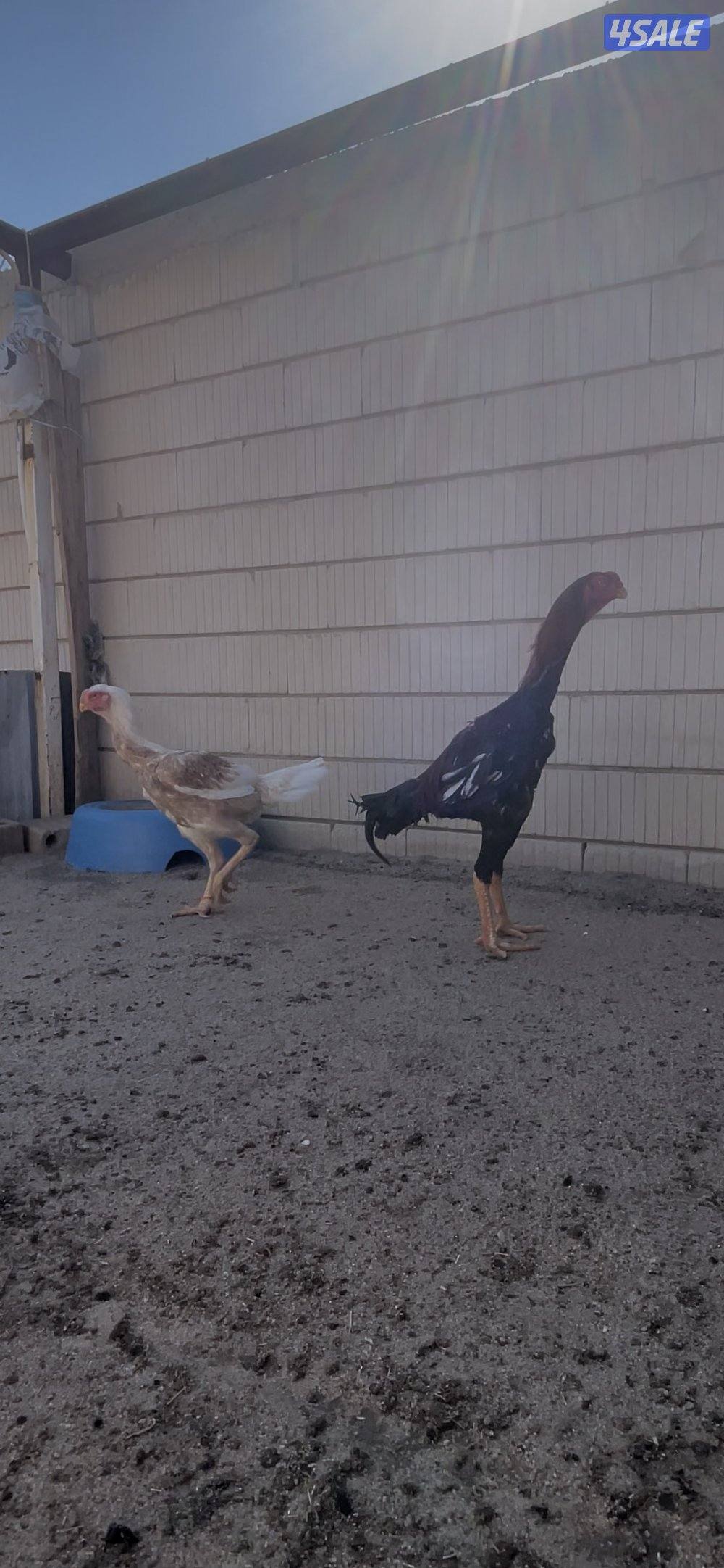 للبيع  جوز هنود مستوى صعب7