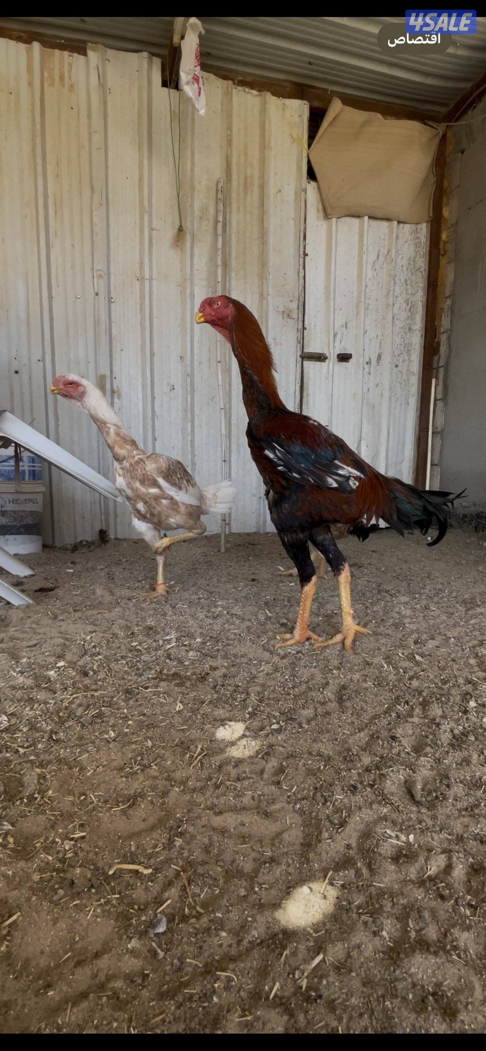 للبيع  جوز هنود مستوى صعب8