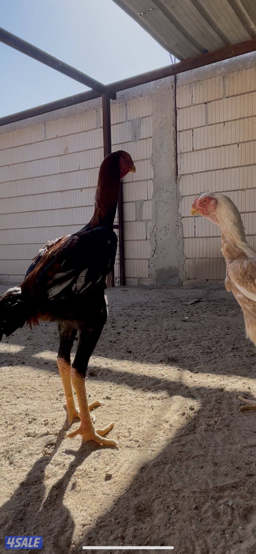 للبيع  جوز هنود مستوى صعب9