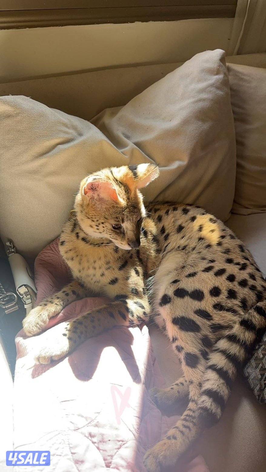 مطلوب سرفال نثيه للتزاوج0