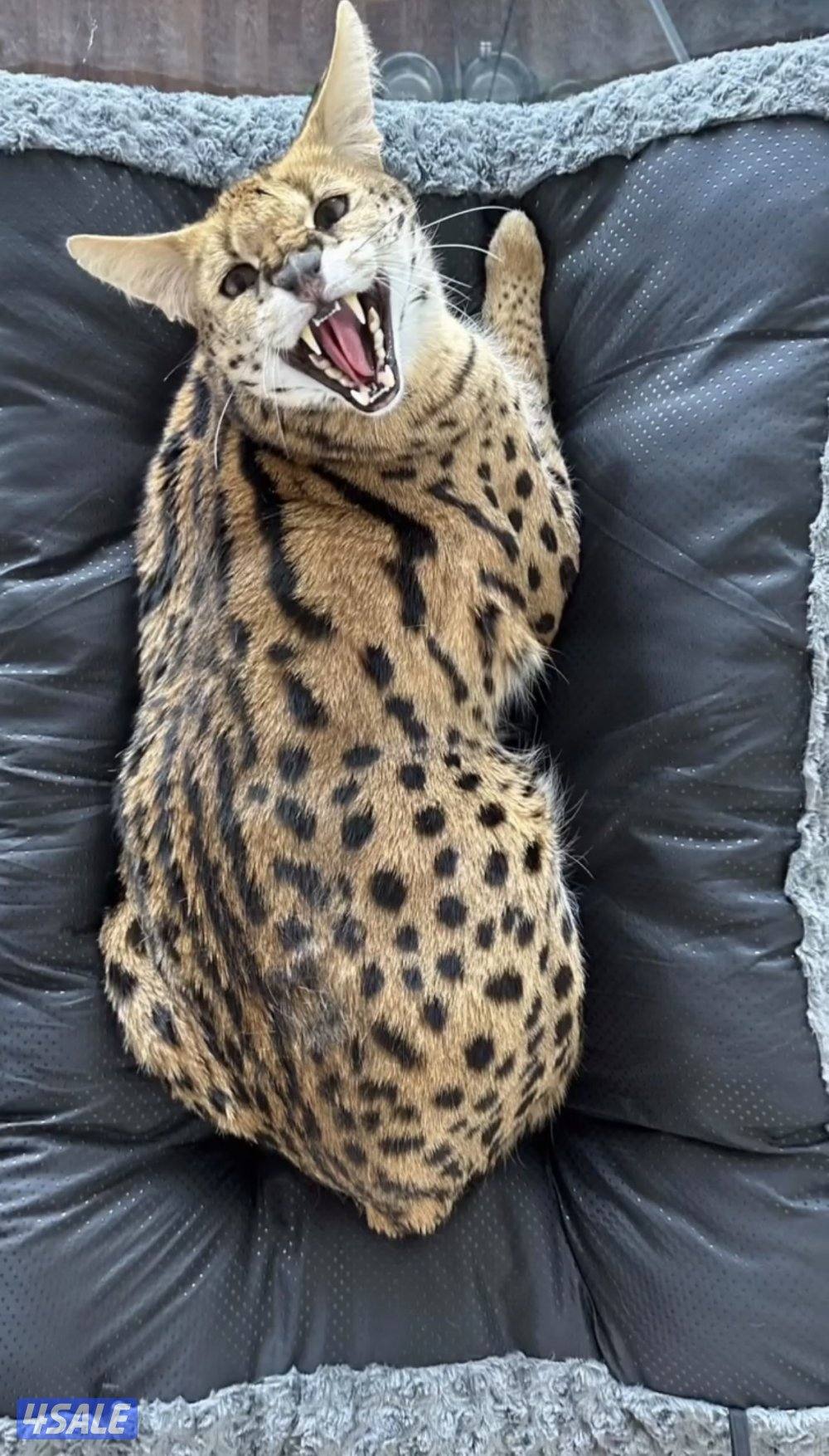 مطلوب سرفال نثيه للتزاوج1