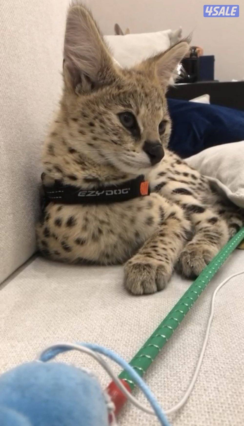 مطلوب سرفال نثيه للتزاوج2