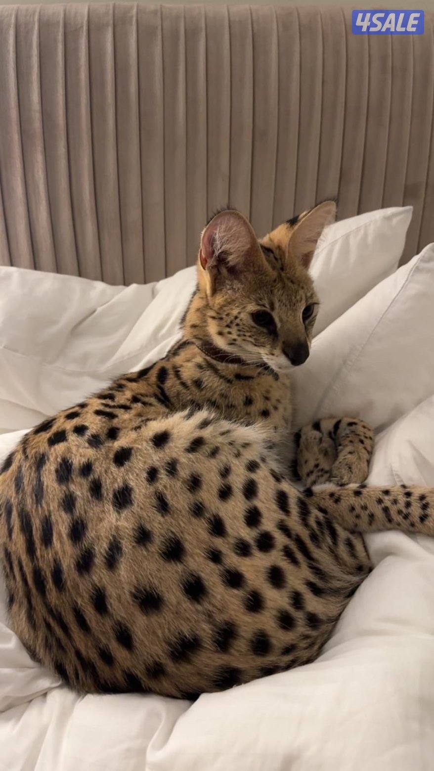 مطلوب سرفال نثيه للتزاوج3