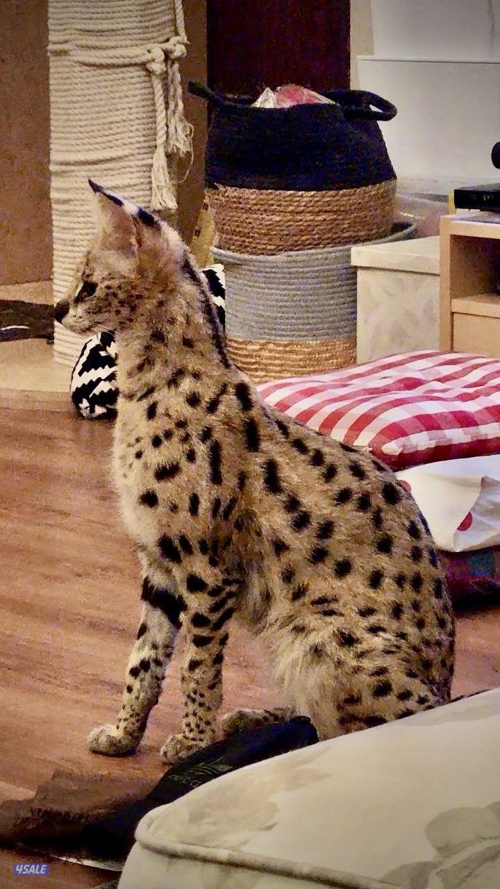 مطلوب سرفال نثيه للتزاوج5