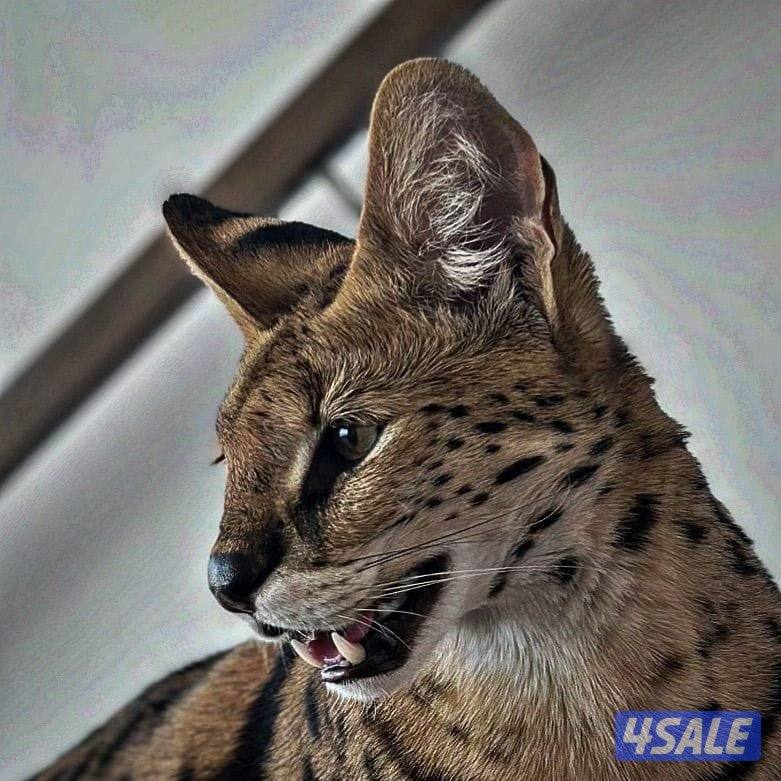 مطلوب سرفال نثيه للتزاوج4