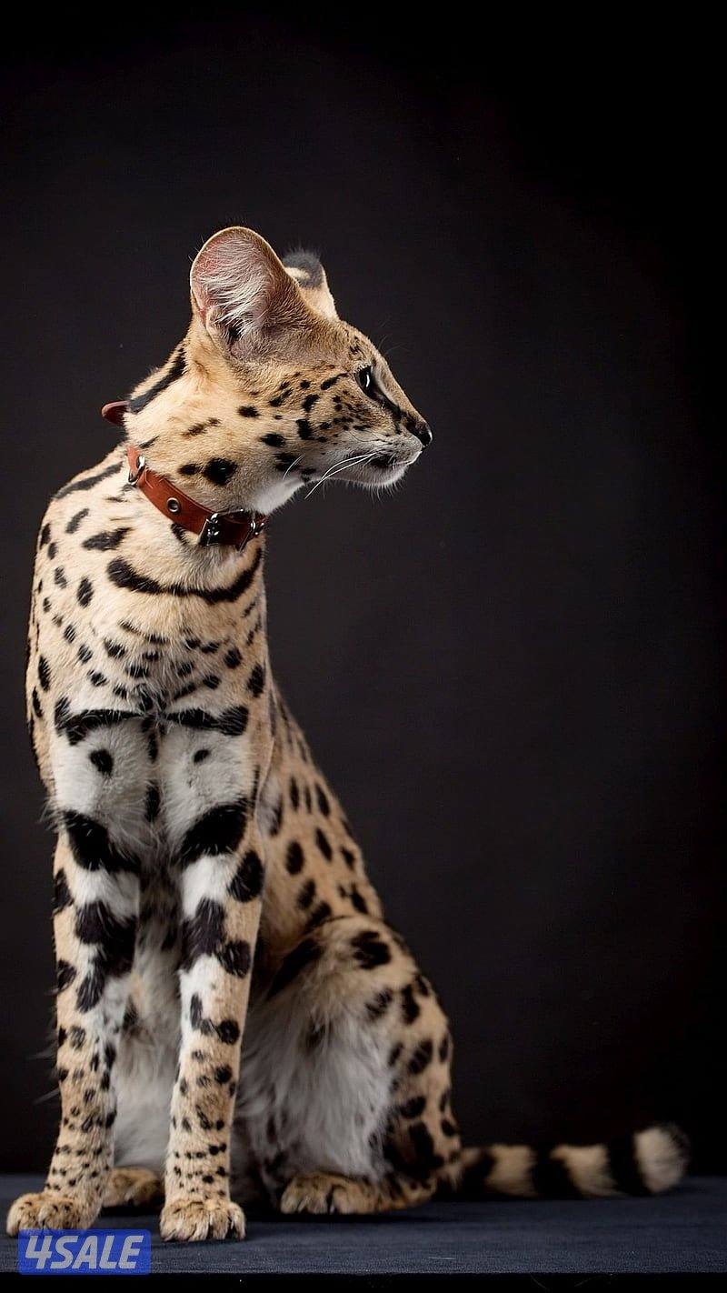 مطلوب سرفال نثيه للتزاوج6