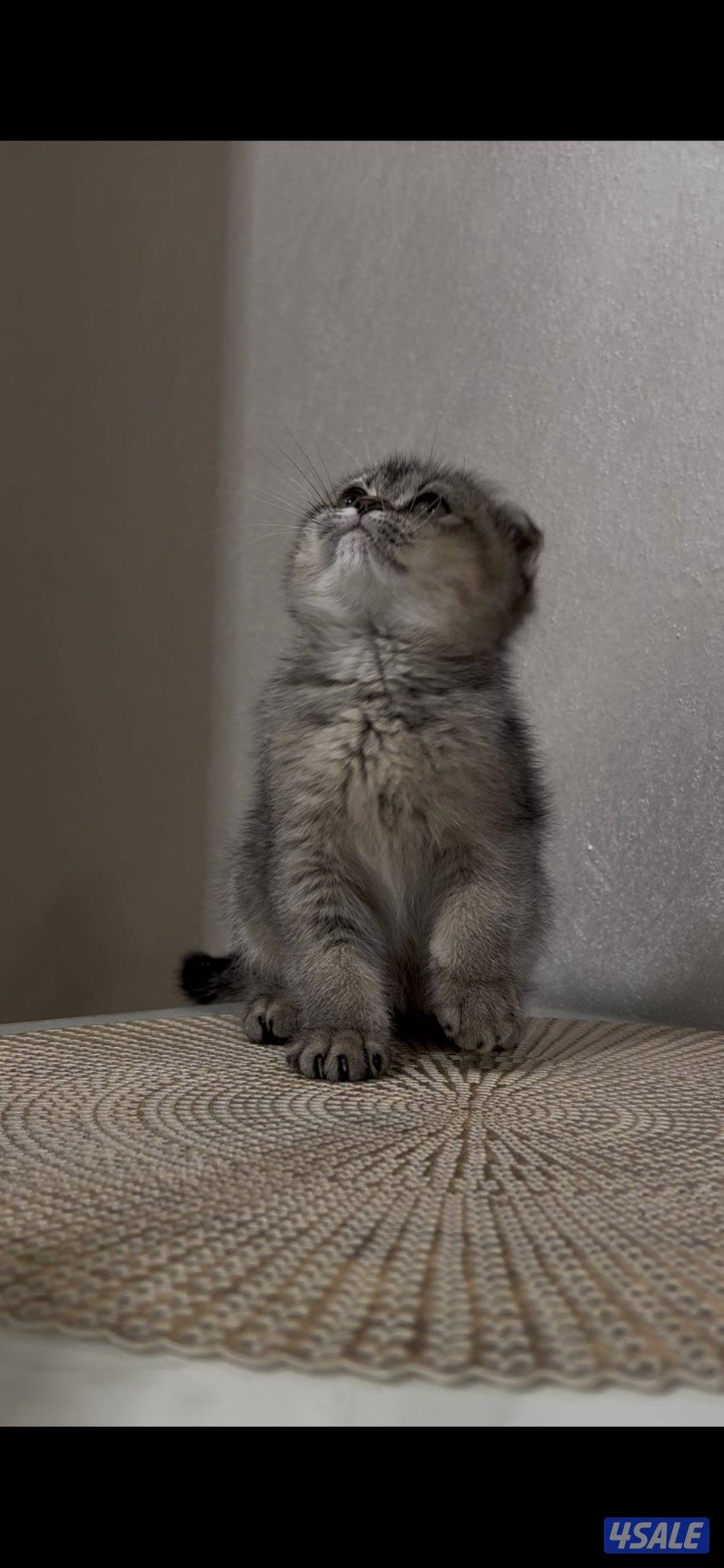 البيع سكوتش فولد بيور0