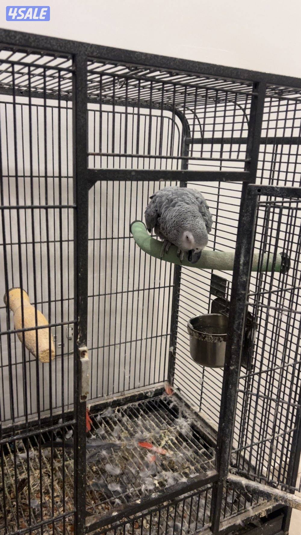 كاسكو يسوالف حمود فطوم واهوو وينادي يما وبعض الكلام مع القفص ماله0