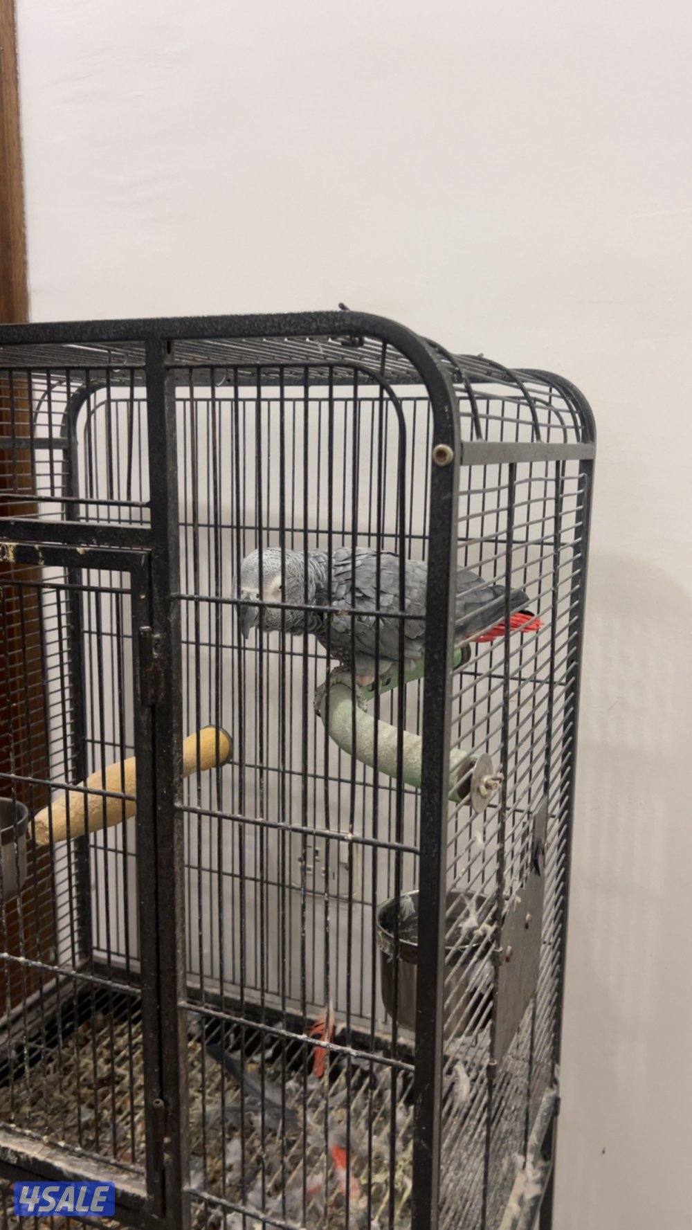 كاسكو يسوالف حمود فطوم واهوو وينادي يما وبعض الكلام مع القفص ماله1