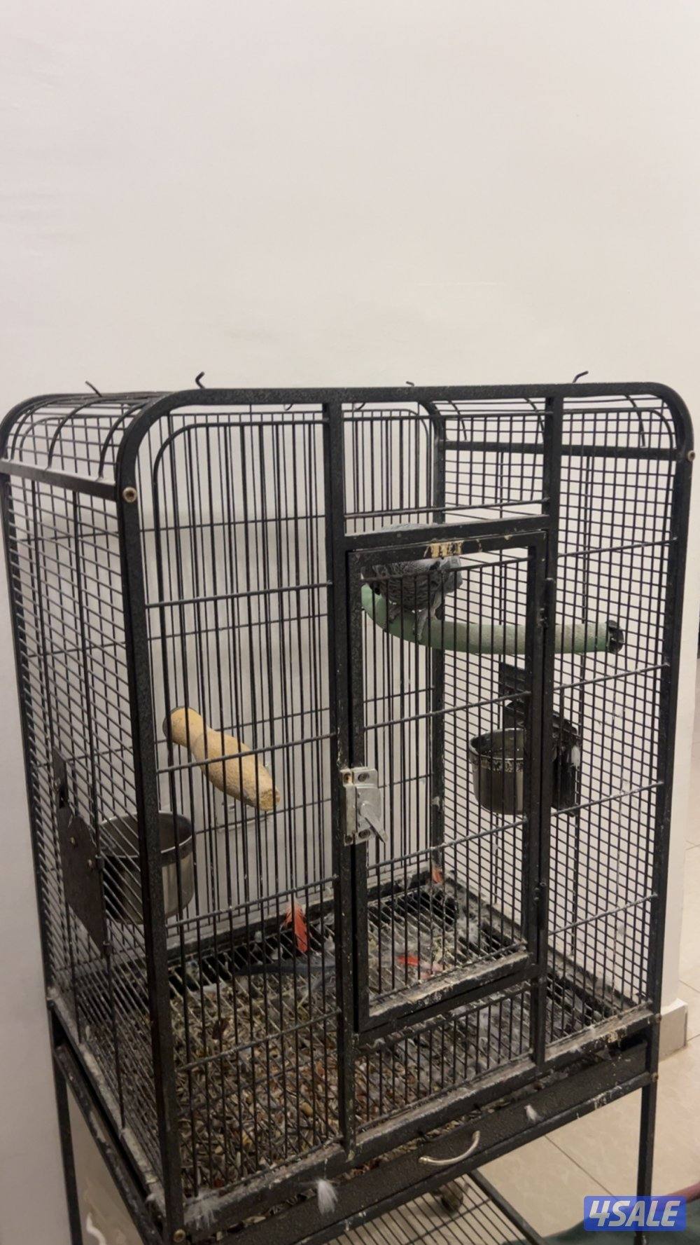 كاسكو يسوالف حمود فطوم واهوو وينادي يما وبعض الكلام مع القفص ماله2