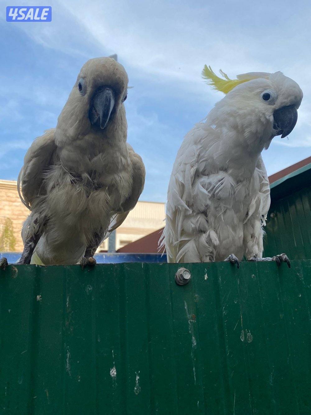 للبيع اثنين كوتاكو كريست ربوه مو مفحوص جنسهم فيهم كلام  جم كلمه0