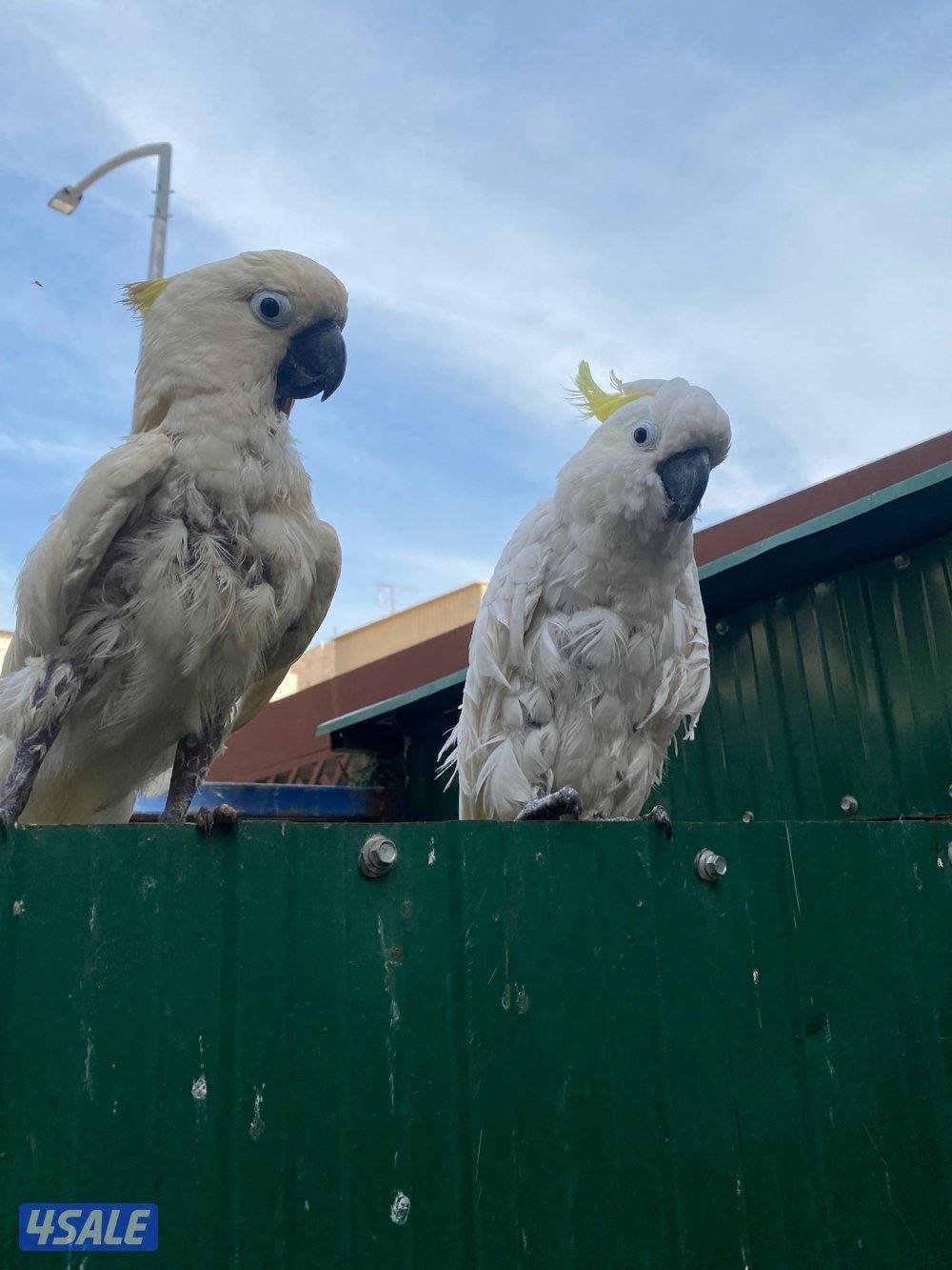 للبيع اثنين كوتاكو كريست ربوه مو مفحوص جنسهم فيهم كلام  جم كلمه1