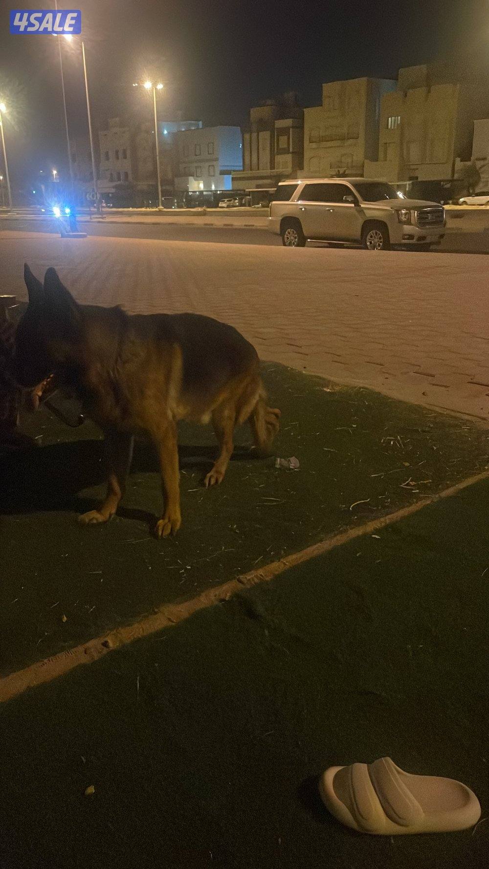للبيع جيرمن شبرد ذكر 3 سنوات ابي احد يخاف الله ويطمني عليه كل فتره0