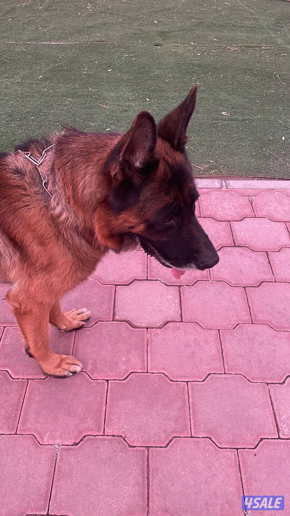 للبيع جيرمن شبرد ذكر 3 سنوات ابي احد يخاف الله ويطمني عليه كل فتره1