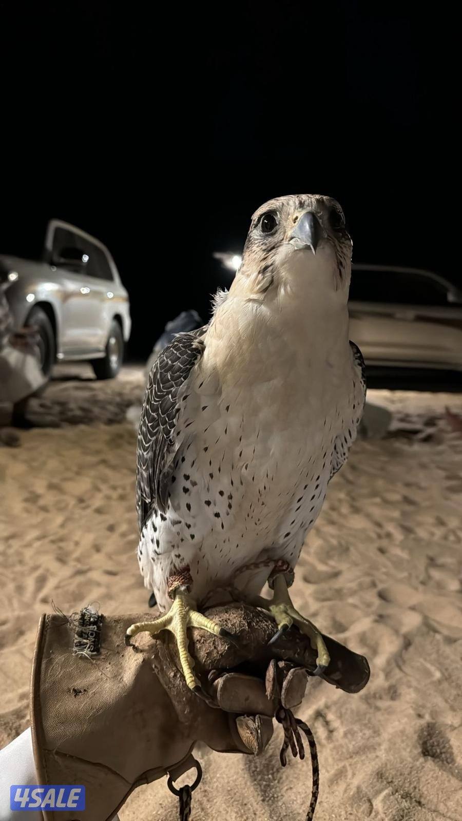 للبيع جير شاهين0