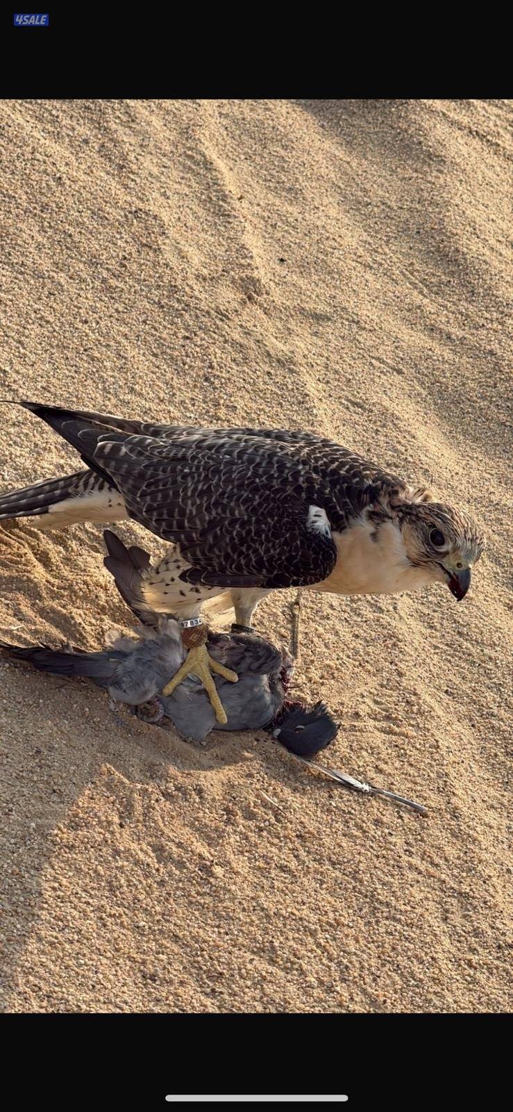 للبيع جير شاهين1