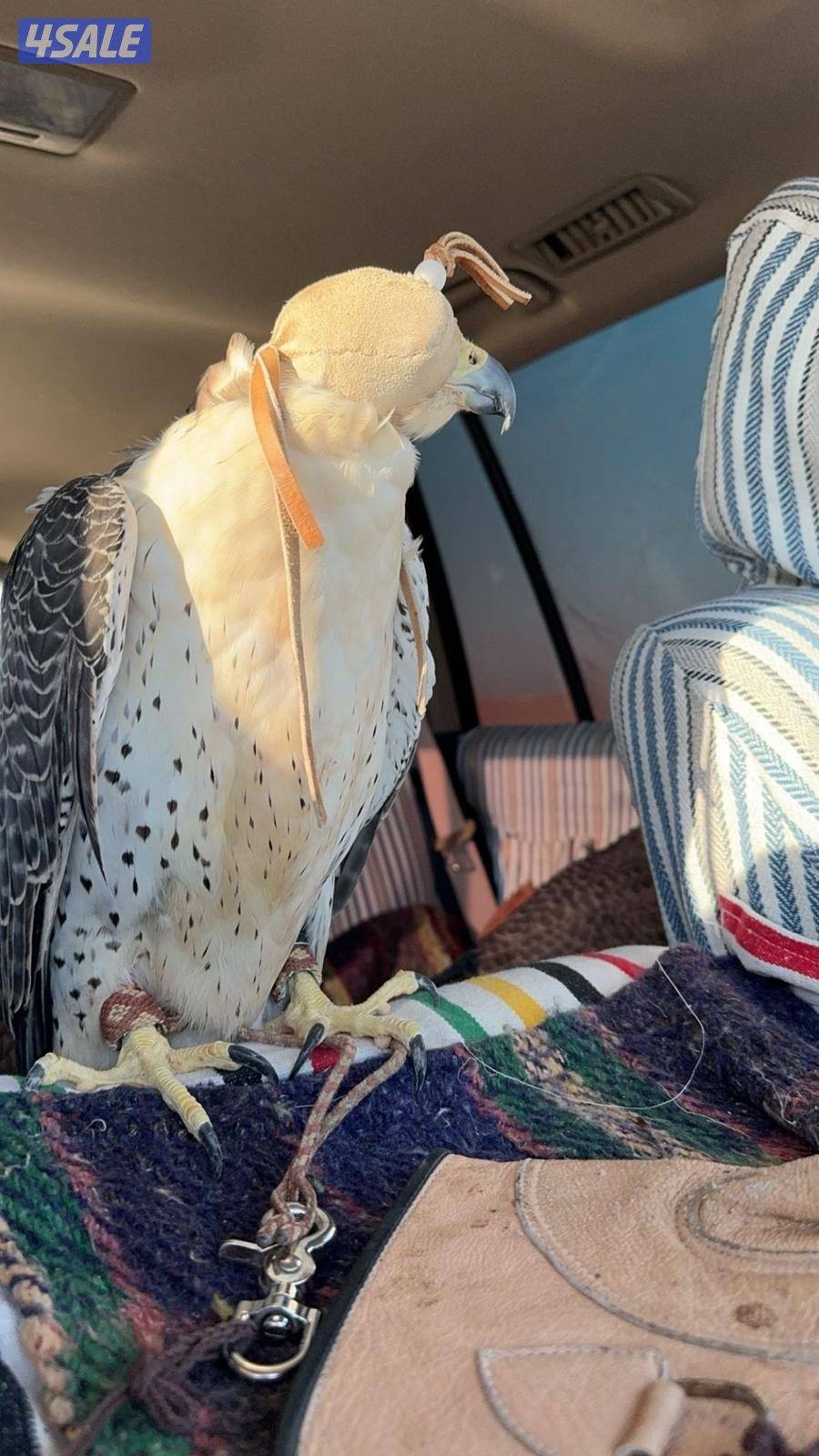 للبيع جير شاهين2