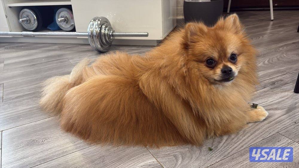 بومرنين لعوب العمر تسعه اشهر متعلم علي البادز مطعم وتساب1