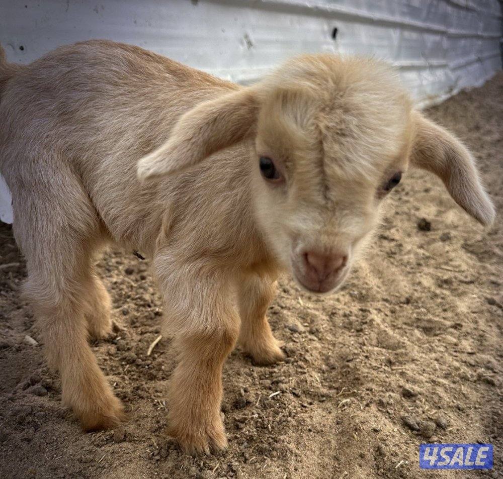 للبيع تيوس جيكيه0