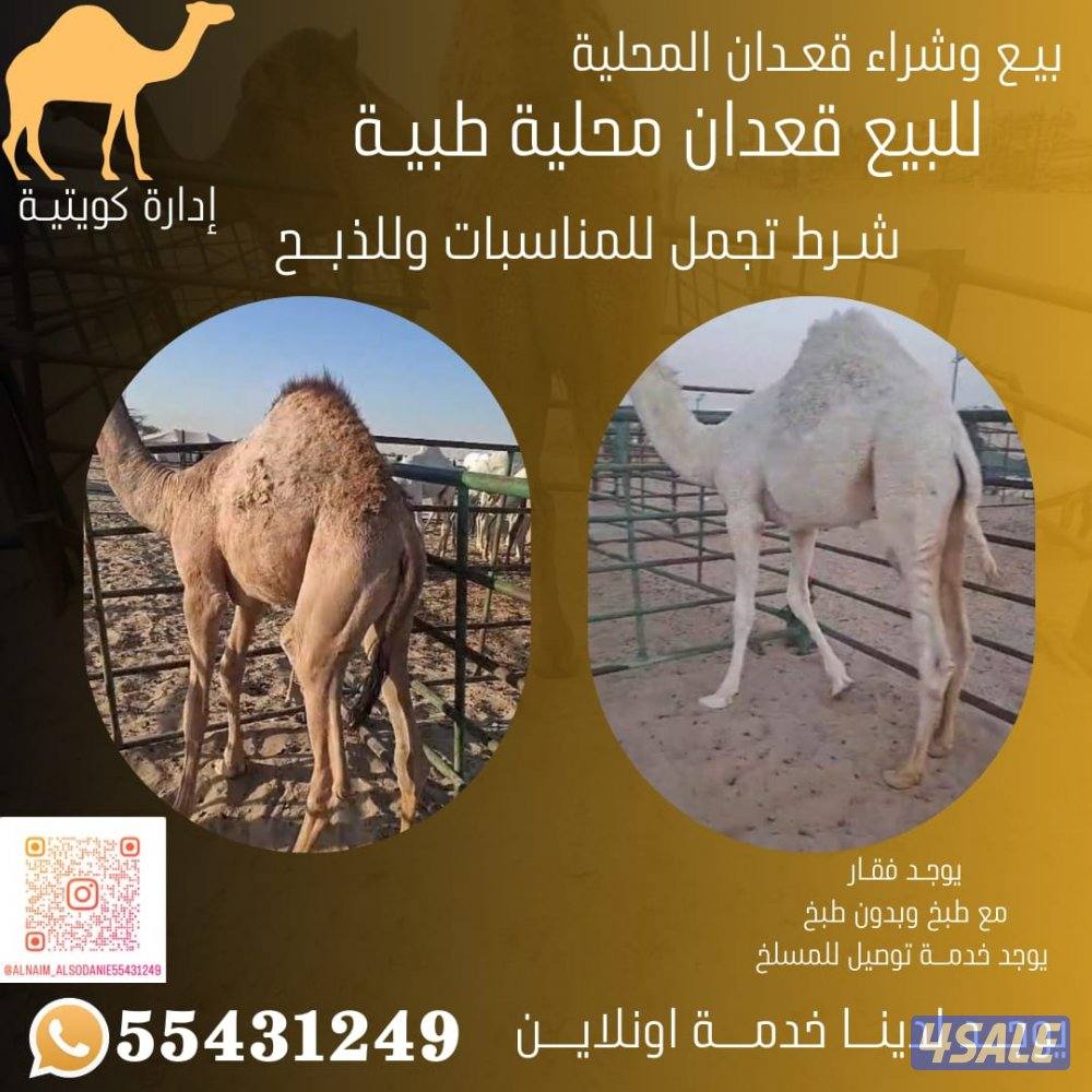 للبيع و شراء القعدان المحليه يوجد خدمه توصيل جميع مناطق الكويت2