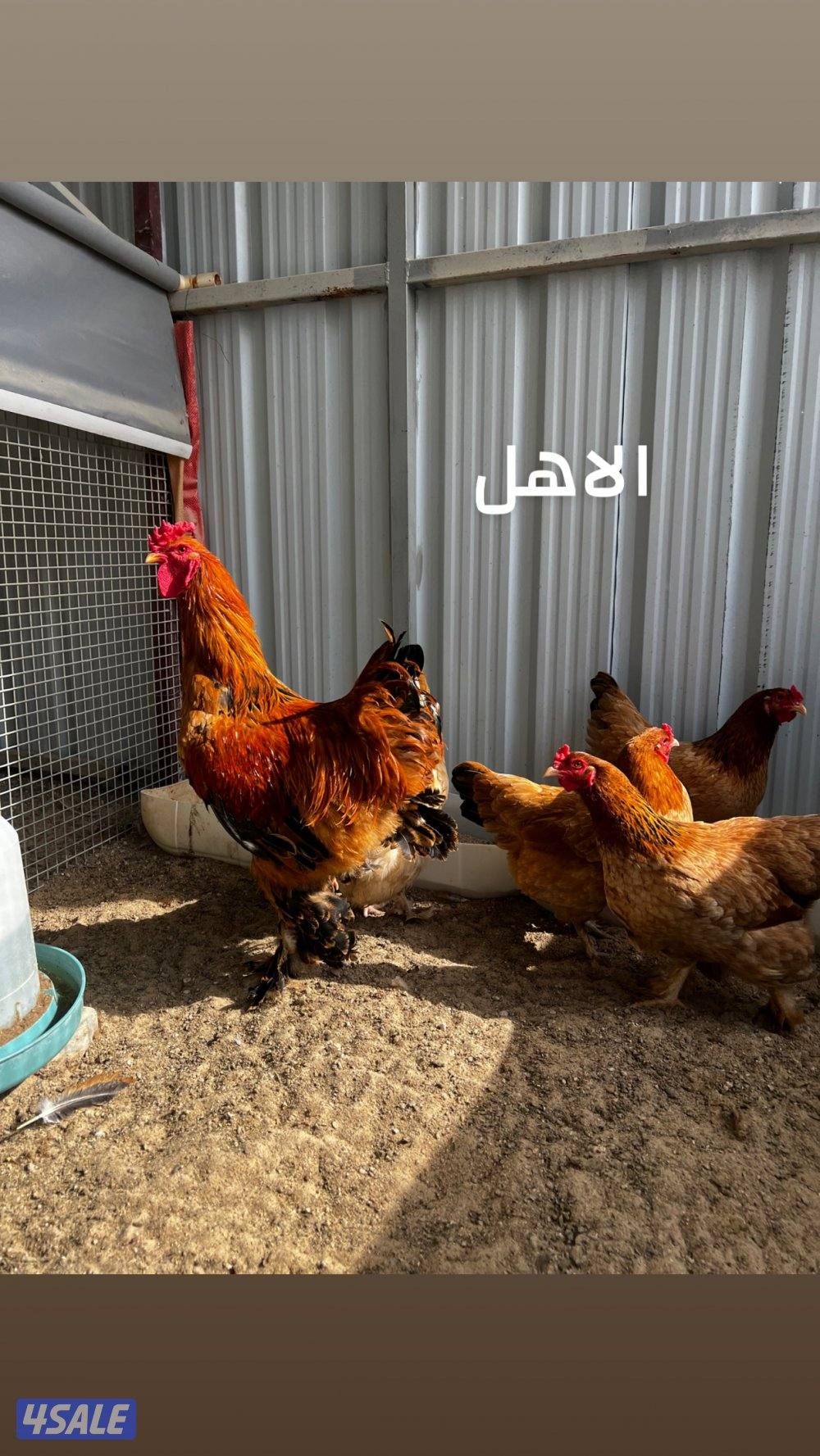 للبيع براهما الالماني0