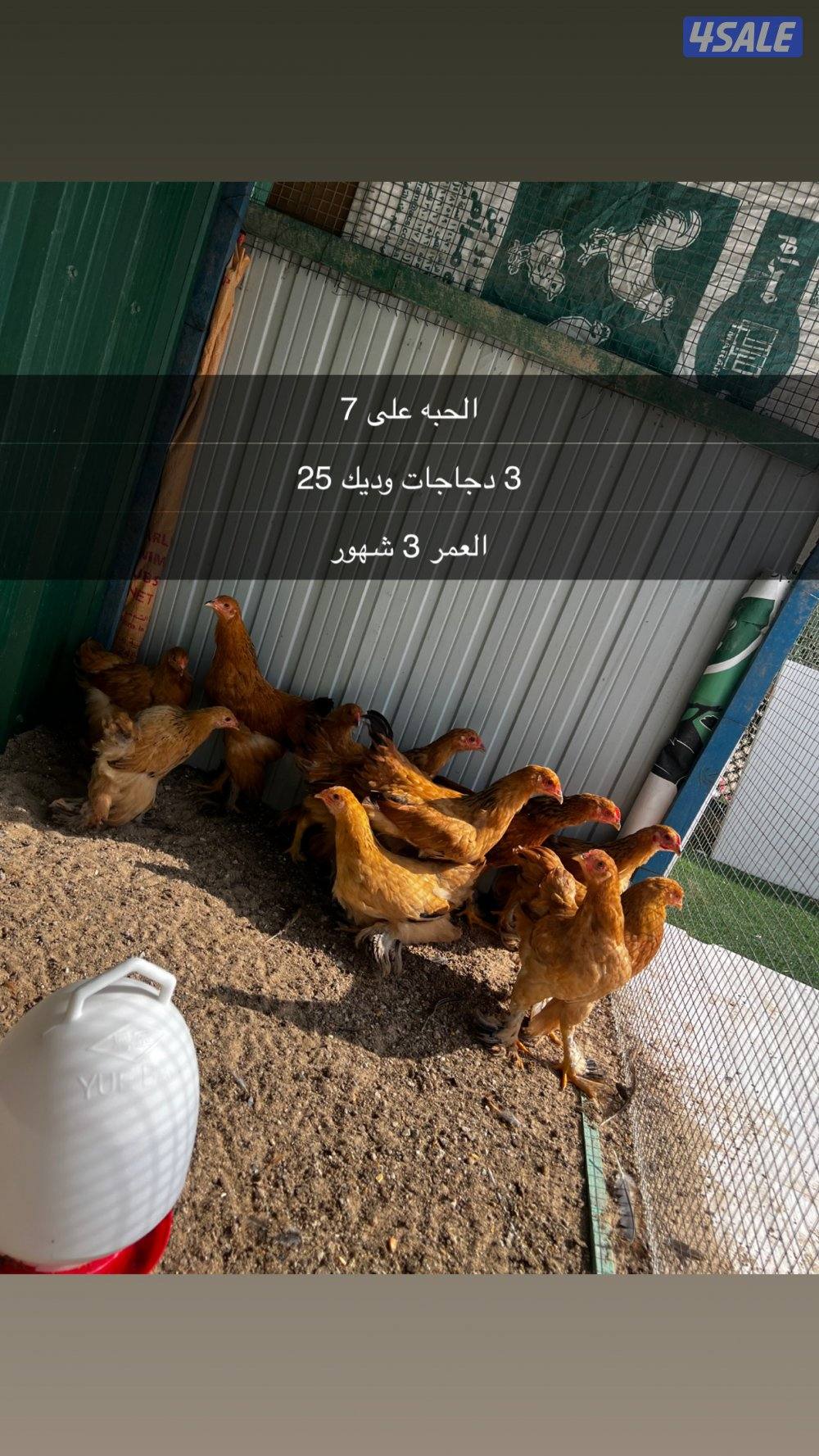 للبيع براهما الالماني1