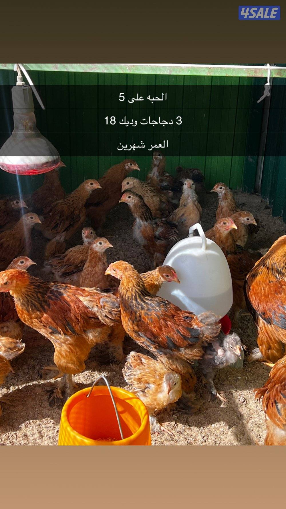 للبيع براهما الالماني2