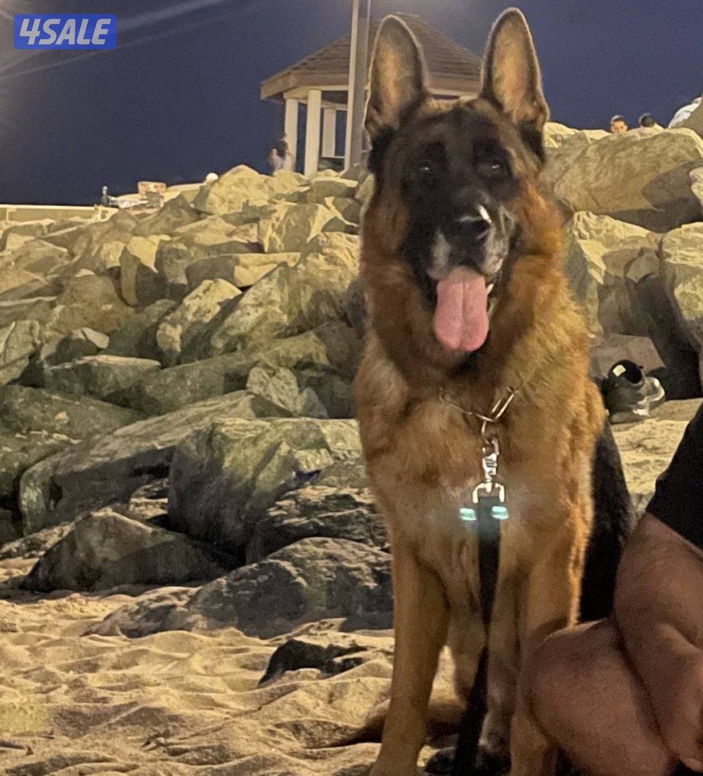 للبيع جيرمن شبرد ذكر 3 سنوات ابي احد يخاف الله ويطمني عليه كل فتره2