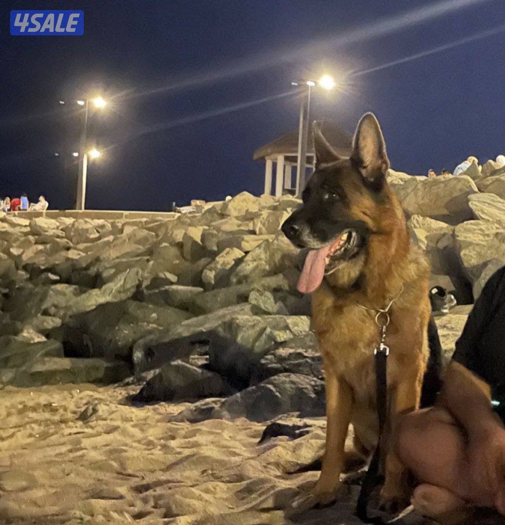 للبيع جيرمن شبرد ذكر 3 سنوات ابي احد يخاف الله ويطمني عليه كل فتره4