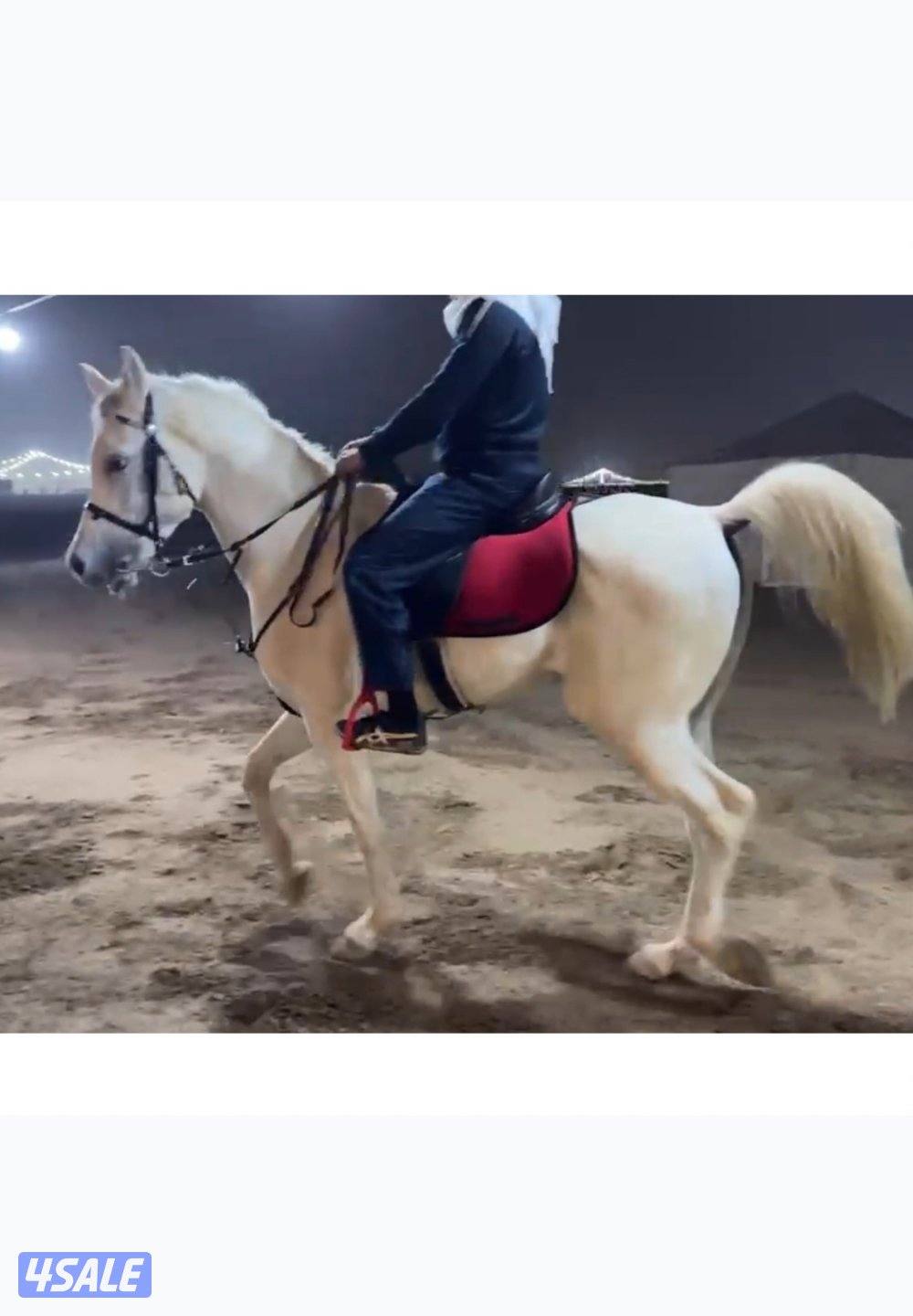 حصان مصري مواليد 20200