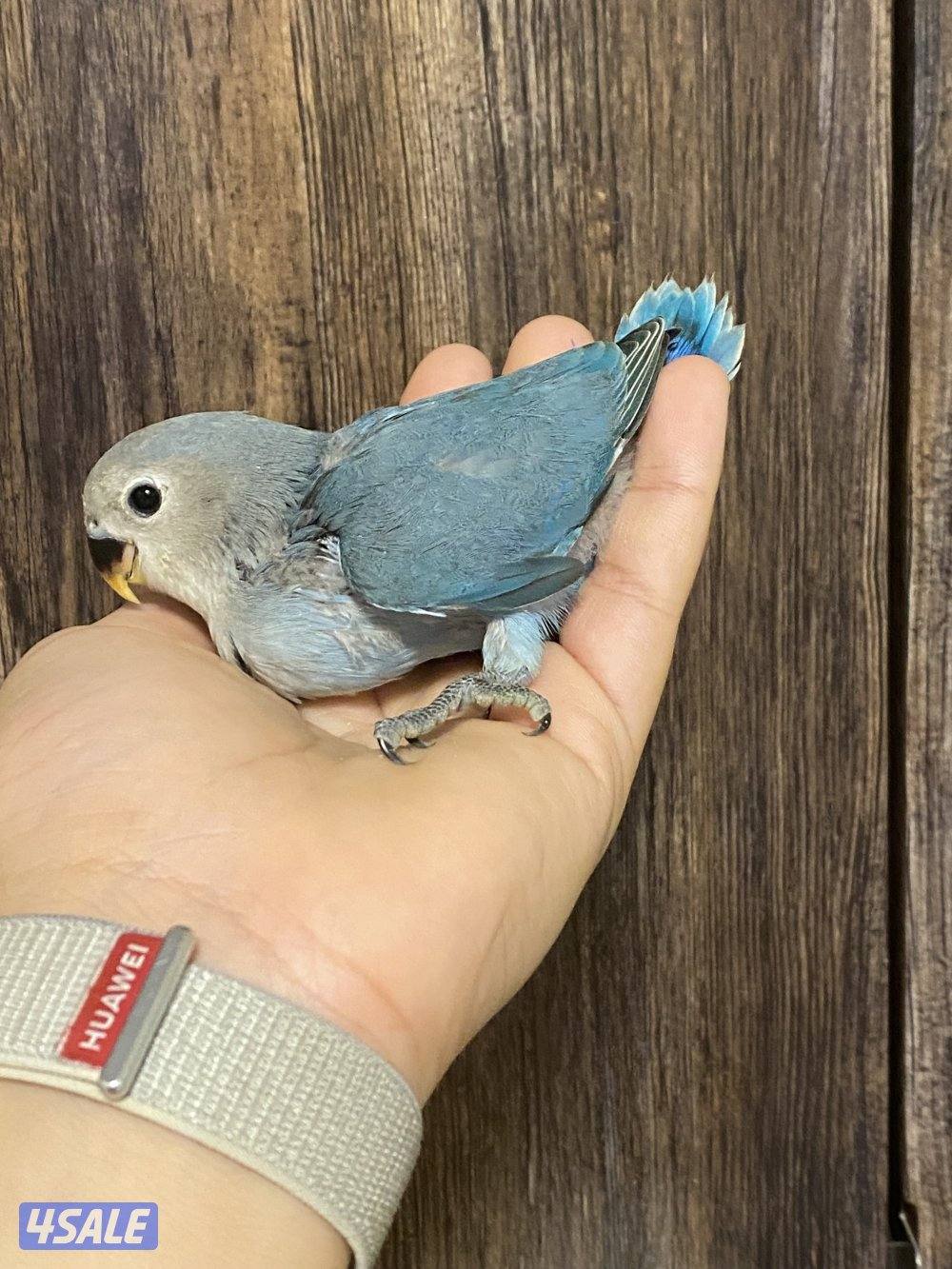 فروخ لوف بيرد انتاج الكويت0