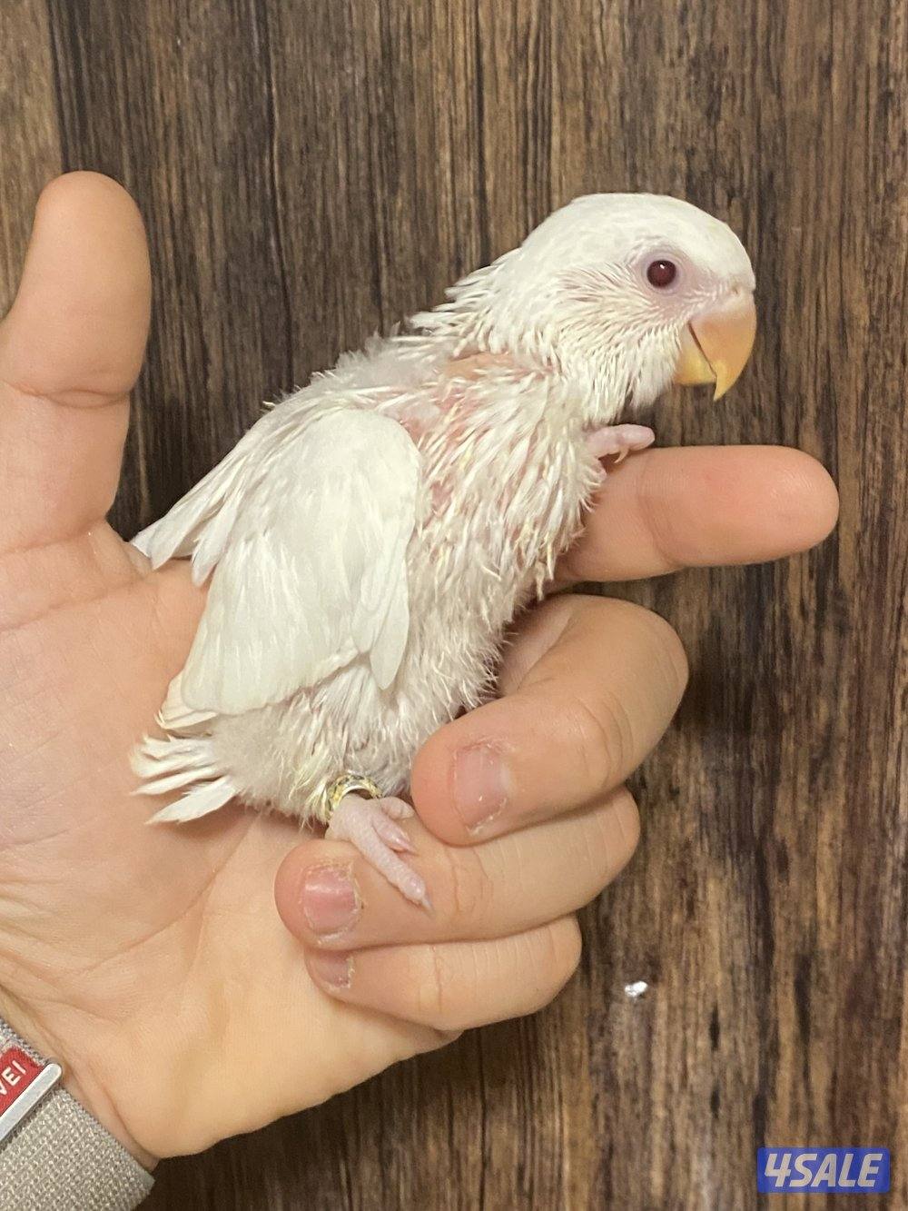 فروخ لوف بيرد انتاج الكويت1