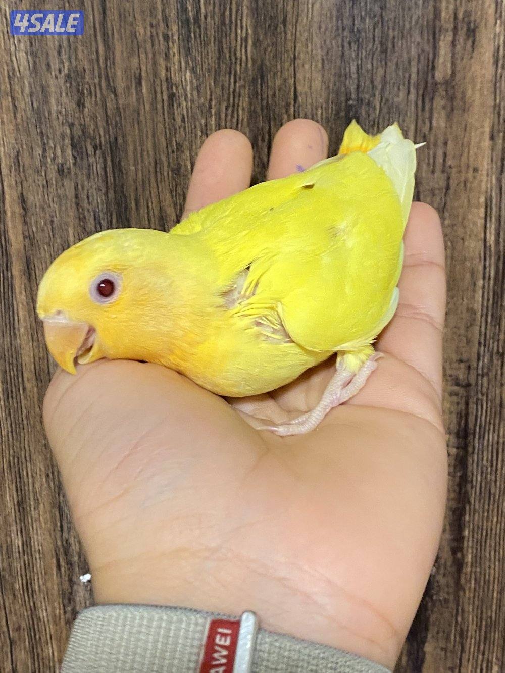 فروخ لوف بيرد انتاج الكويت2