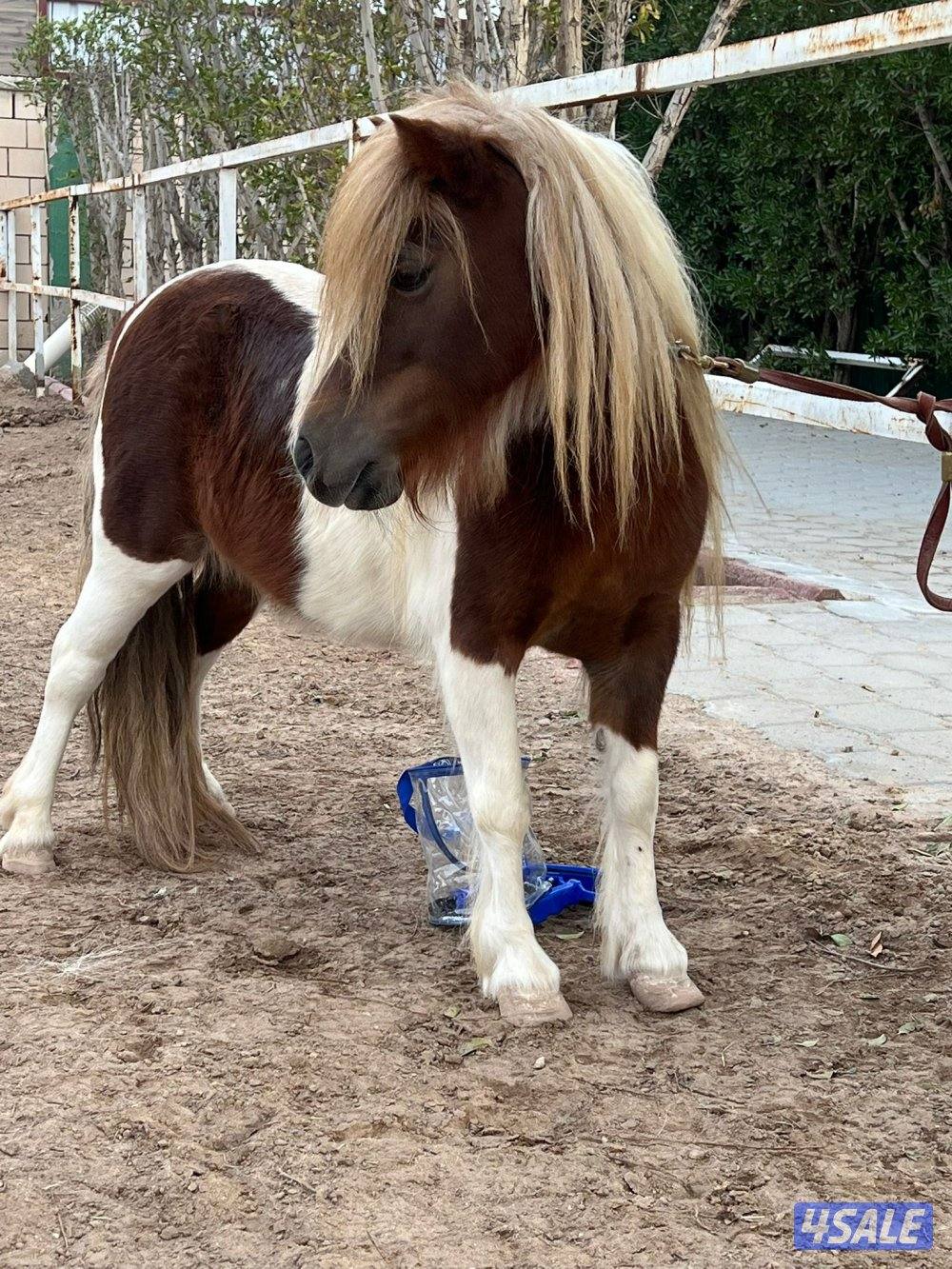 بونيه العمر ٥ سنوات0