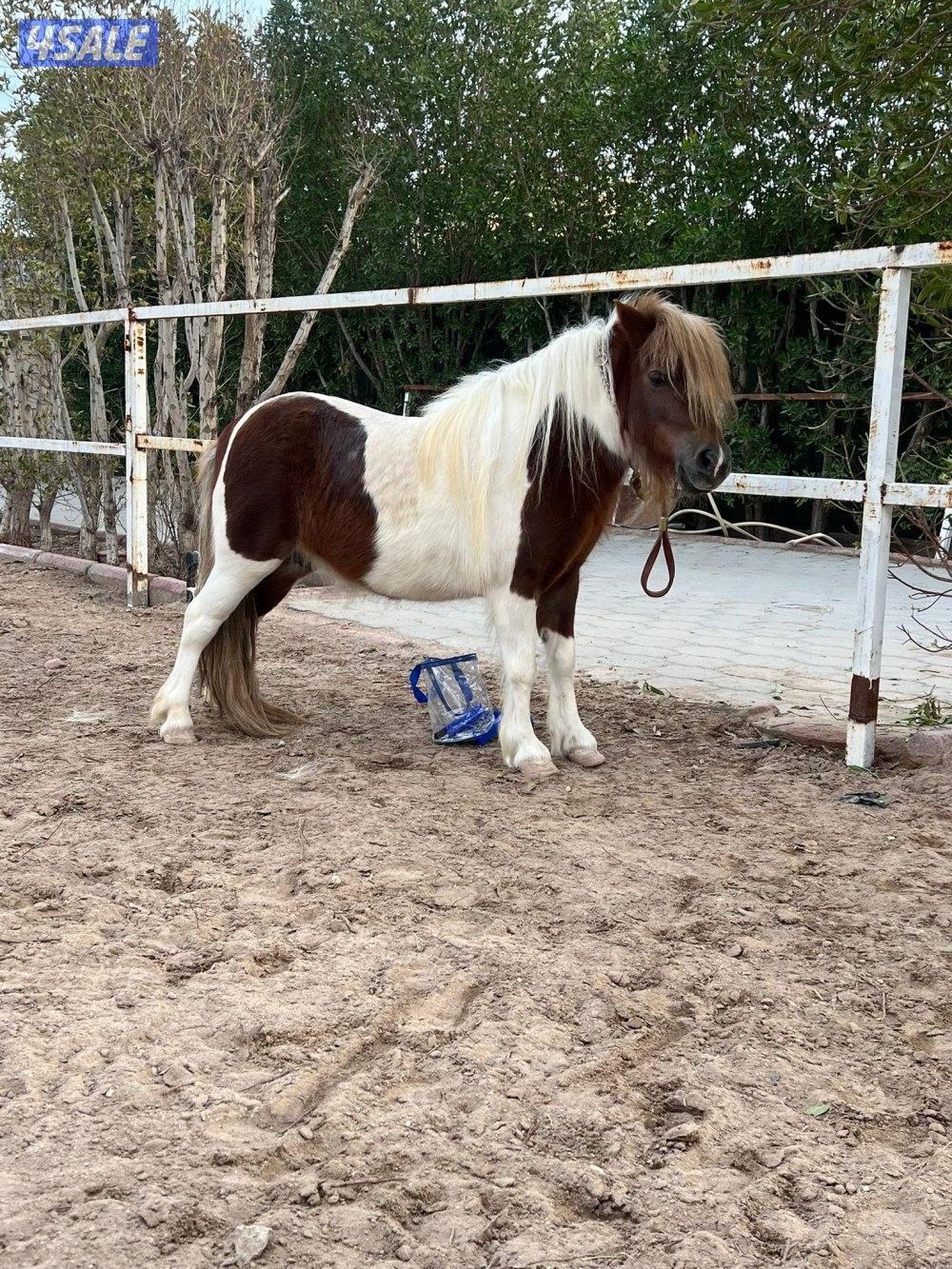 بونيه العمر ٥ سنوات1