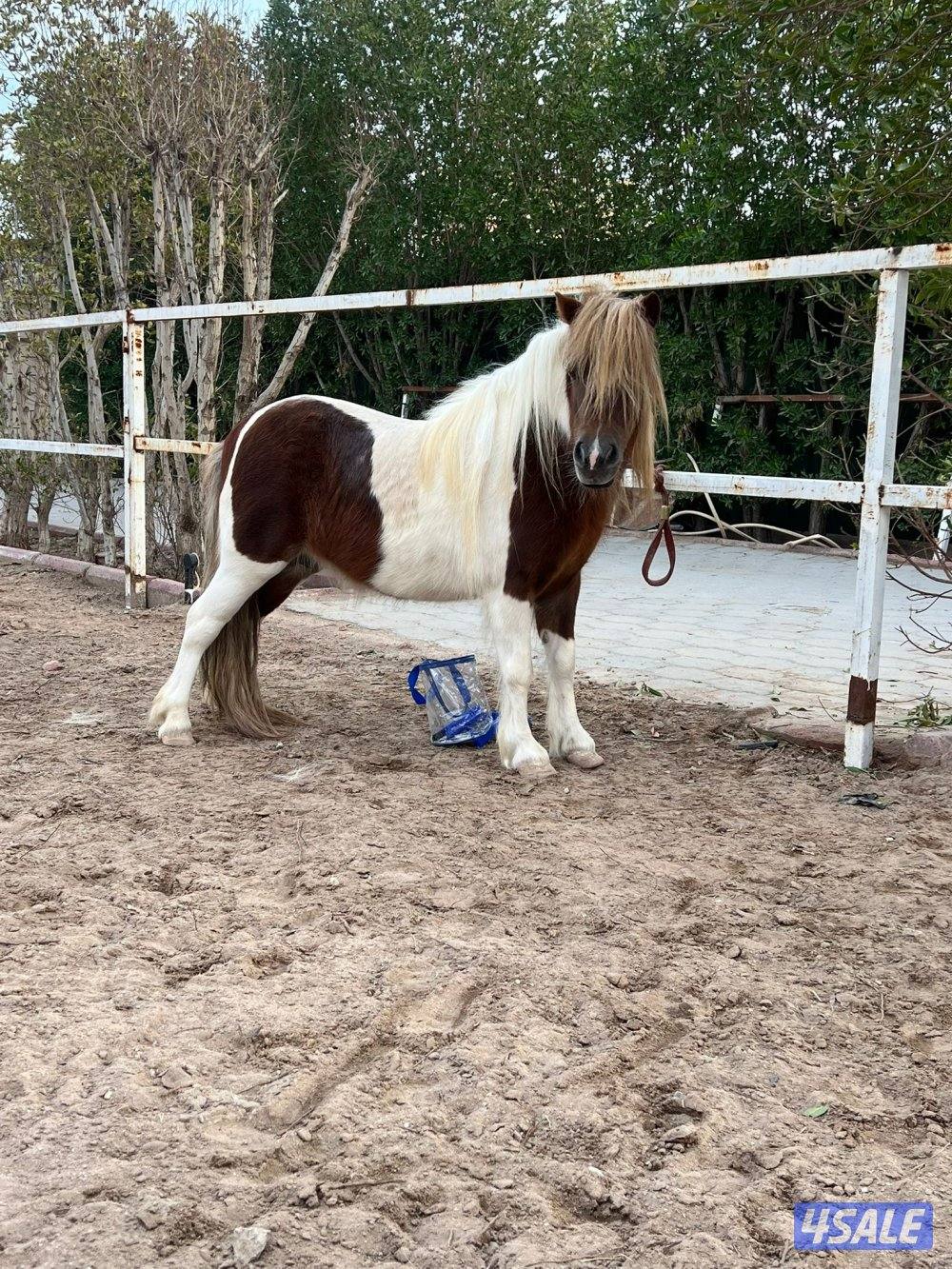 بونيه العمر ٥ سنوات2