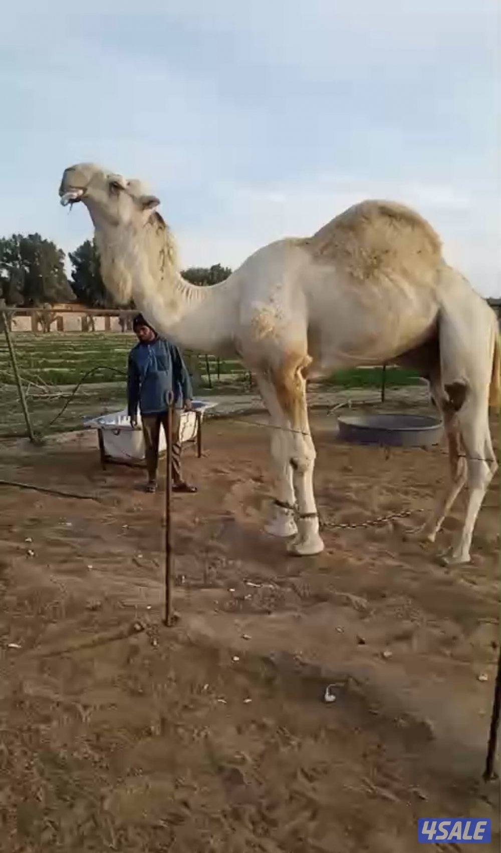 البيع بعير اوضح0