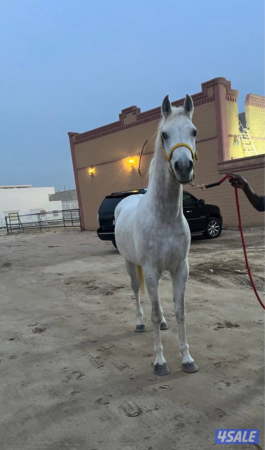 حصان مصري0