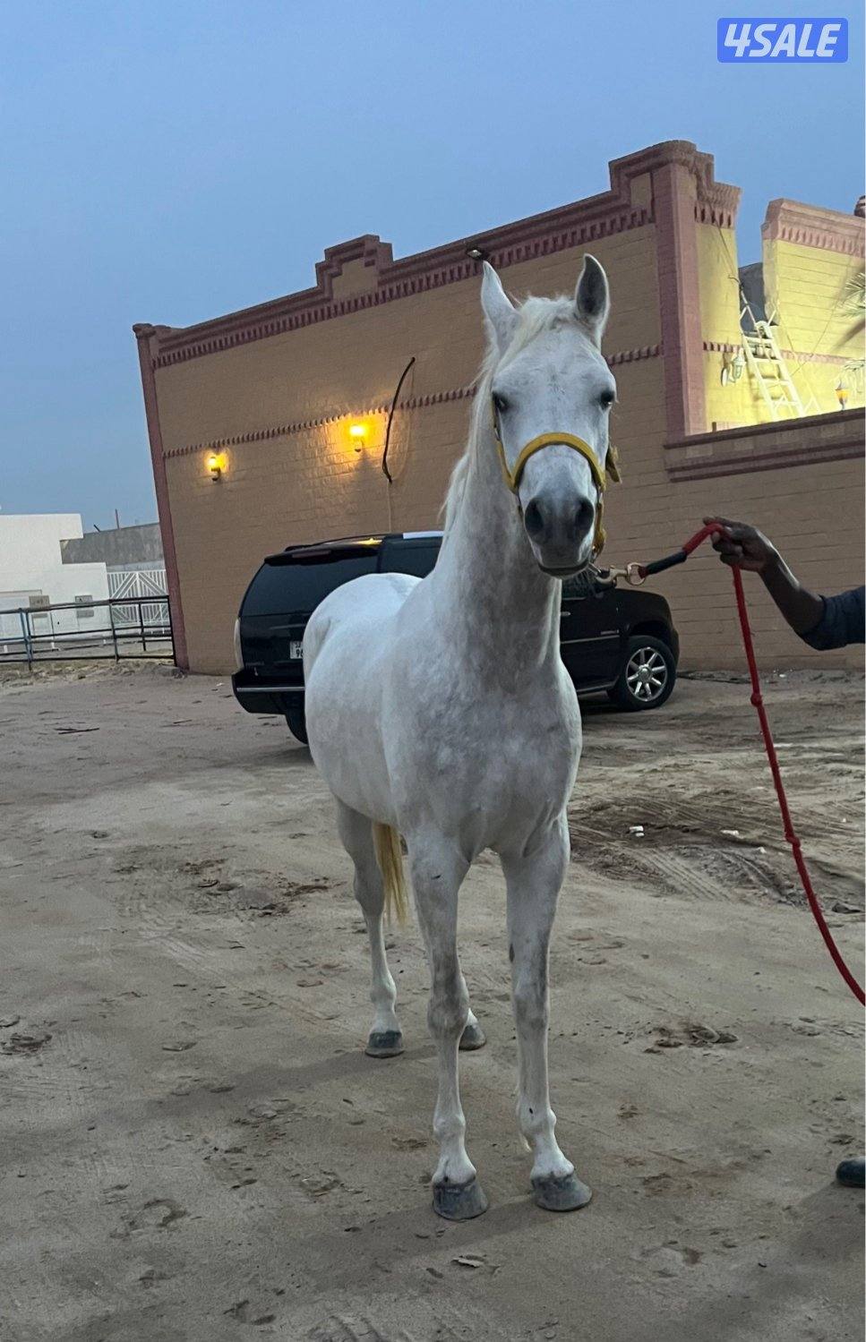 حصان مصري1