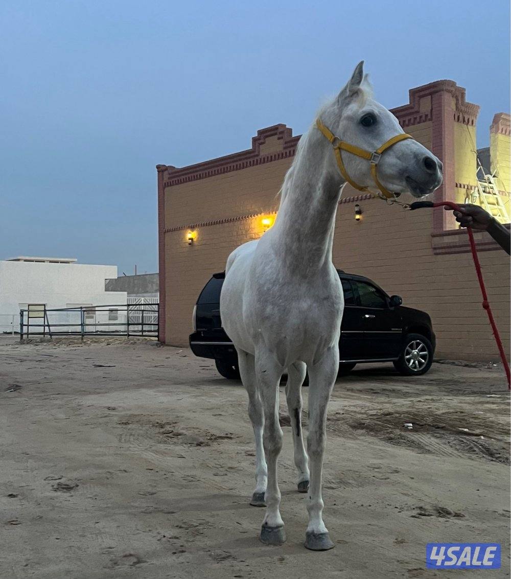 حصان مصري2