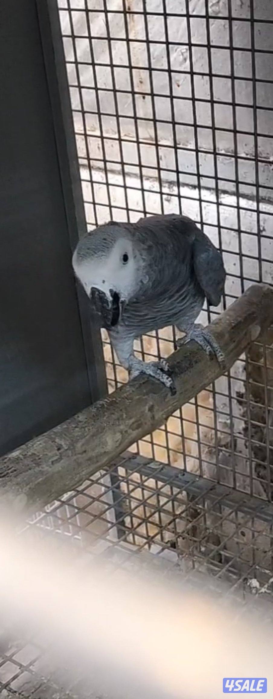 للبيع ذكر كاسكو للإنتاج وحشي منتج الطير0