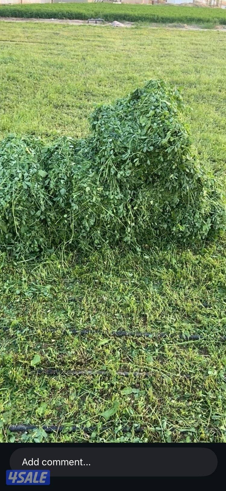 للبيع برسيم جت طري1