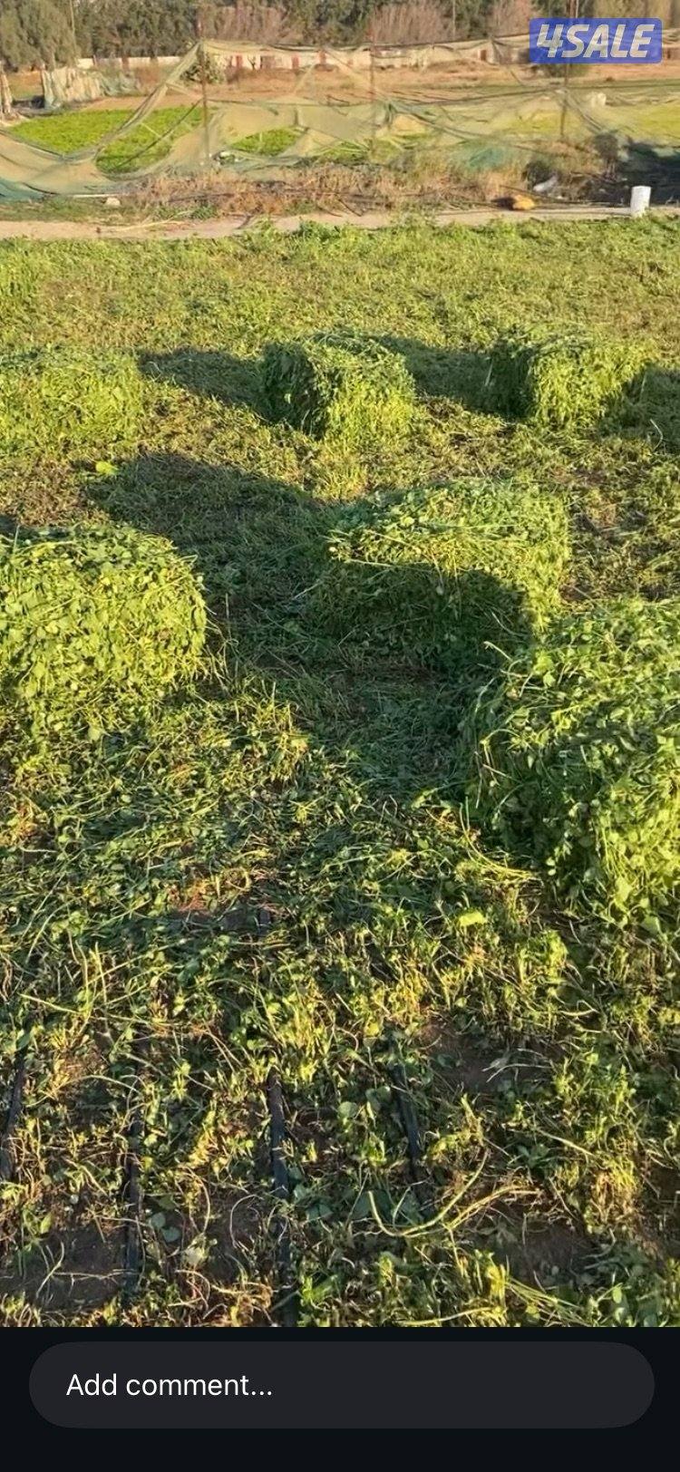 للبيع برسيم جت طري2