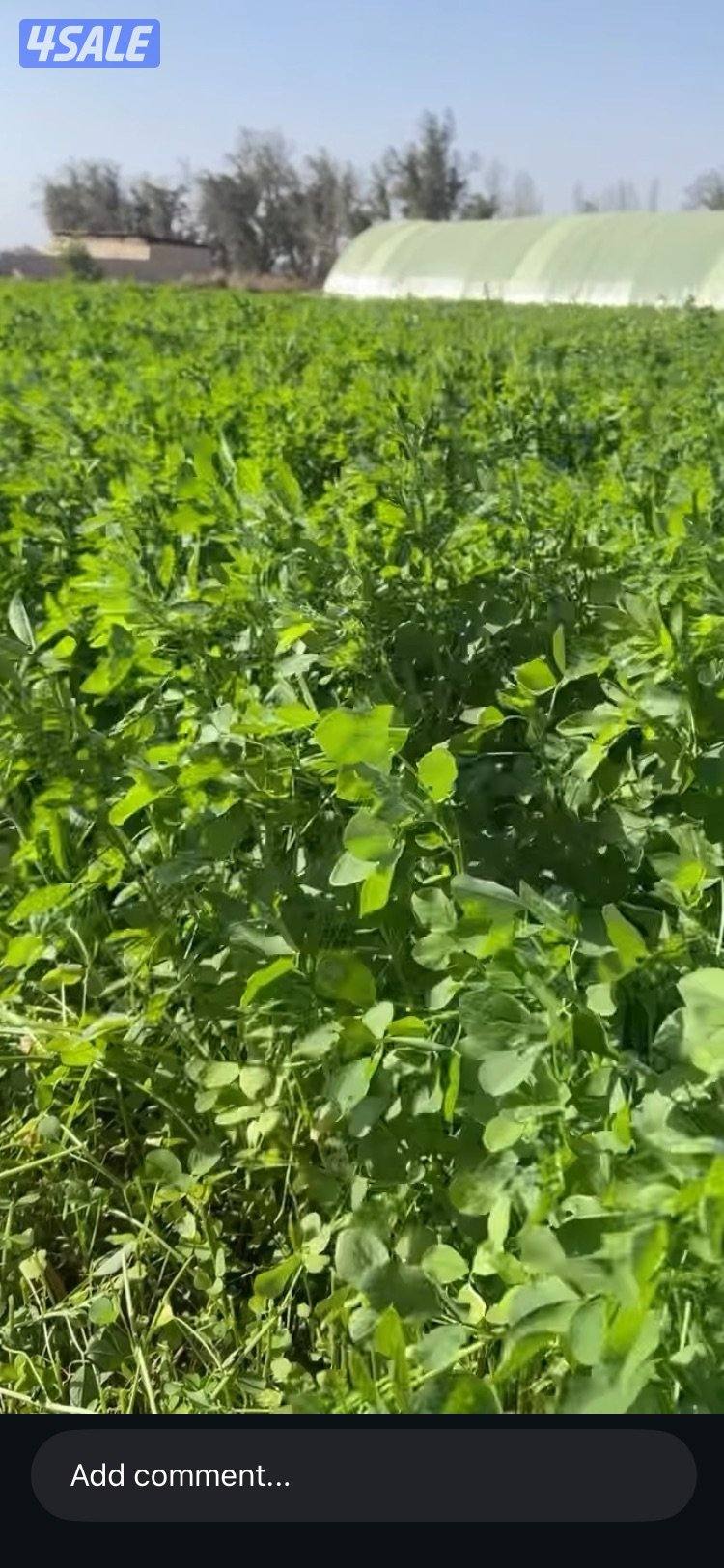 للبيع برسيم جت طري5